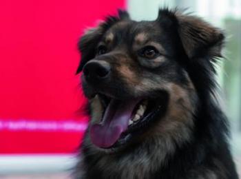 Hund
