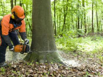 Motorsäge am Baum